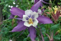 Növekvő aquilegia (65 fotó) ültetés és gondozás, a nyílt terepen, osztály, otthon, honnan
