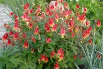 Növekvő aquilegia (65 fotó) ültetés és gondozás, a nyílt terepen, osztály, otthon, honnan