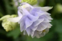 Növekvő aquilegia (65 fotó) ültetés és gondozás, a nyílt terepen, osztály, otthon, honnan
