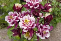 Növekvő aquilegia (65 fotó) ültetés és gondozás, a nyílt terepen, osztály, otthon, honnan