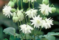 Növekvő aquilegia (65 fotó) ültetés és gondozás, a nyílt terepen, osztály, otthon, honnan