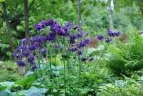 Növekvő aquilegia (65 fotó) ültetés és gondozás, a nyílt terepen, osztály, otthon, honnan