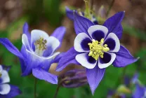 Növekvő aquilegia (65 fotó) ültetés és gondozás, a nyílt terepen, osztály, otthon, honnan