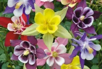 Növekvő aquilegia (65 fotó) ültetés és gondozás, a nyílt terepen, osztály, otthon, honnan