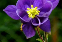 Növekvő aquilegia (65 fotó) ültetés és gondozás, a nyílt terepen, osztály, otthon, honnan
