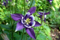 Növekvő aquilegia (65 fotó) ültetés és gondozás, a nyílt terepen, osztály, otthon, honnan