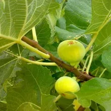 Grow füge otthon és a telek (telek) Mi nőnek füge otthon és a telek