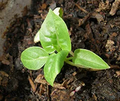 Mirabilis termesztése magvak (termesztés) Vetőmagok Mirabilis
