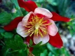 Növekvő aquilegia (65 fotó) ültetés és gondozás, a nyílt terepen, osztály, otthon, honnan