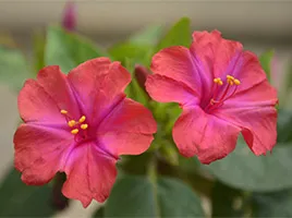 Mirabilis termesztése magvak (termesztés) Vetőmagok Mirabilis