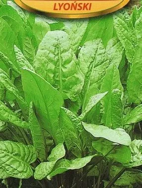 Növekvő sóska mag - egy korai zöldek, mint a kertben