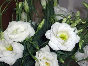 Növekvő magról eustomy, fotó eustomy, otthoni és kerti eustoma - ültetés és gondozás