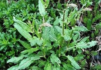 Növekvő sóska mag - egy korai zöldek, mint a kertben