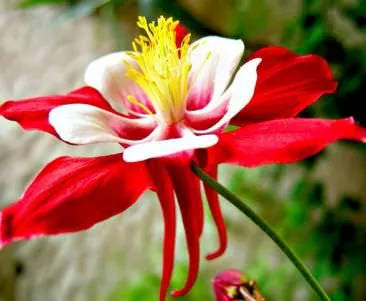 Növekvő aquilegia (65 fotó) ültetés és gondozás, a nyílt terepen, osztály, otthon, honnan
