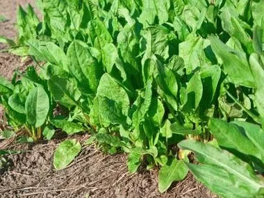 Növekvő sóska mag - egy korai zöldek, mint a kertben