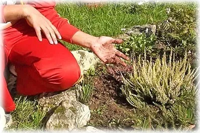 Termesztés hanga ültetés és gondozás a nyílt területen (hanga ültetés és az ellátás szabadföldi) Termesztés hanga ültetés és gondozás a nyílt terepen
