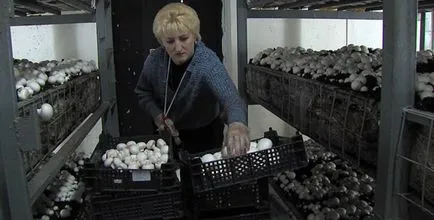 Növekvő gombát otthon lépésről lépésre technika!