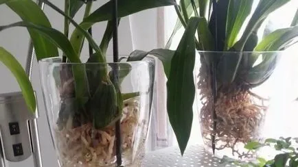 Növekvő orchideák vízben hidroponikus módszer