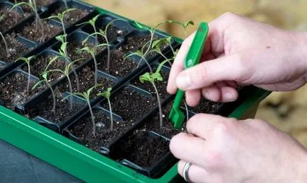 Palánták nőnek virágok - tippek és gyakori hibák videó