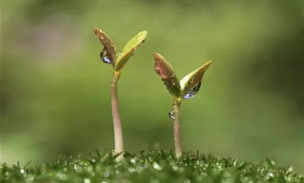 Termesztése bors csírák otthon, csípős, fotó, videó (feltételek) Termesztése bors csírák otthon, csípős, fotó, videó