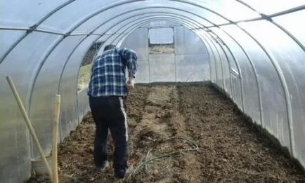 A leszálló paradicsom a melegházban polikarbonát időzítés, ha a növény (paradicsom) A leszálló paradicsom a melegházban polikarbonát időzítés, ha a növény