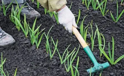 Növekvő fokhagyma - ellátás és termesztési titkok