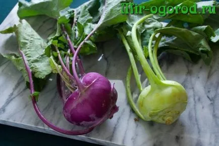 Növekvő karalábé káposzta a nyílt terepen