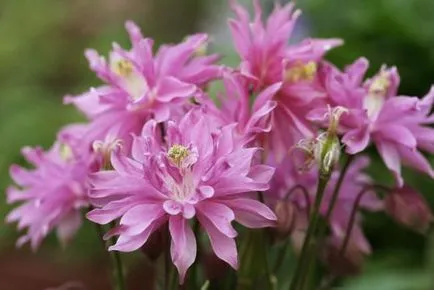 Növekvő aquilegia (65 fotó) ültetés és gondozás, a nyílt terepen, osztály, otthon, honnan
