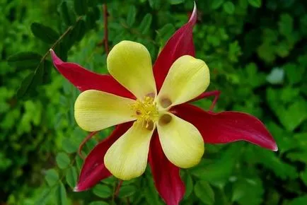 Növekvő aquilegia (65 fotó) ültetés és gondozás, a nyílt terepen, osztály, otthon, honnan