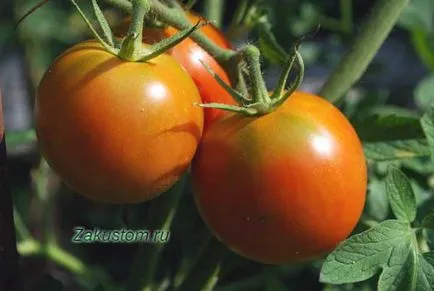 Növekvő paradicsom - csak annyit kell tudni, hogy egy ország helyén (paradicsom) Növekvő paradicsom - csak annyit kell tudni, hogy a következő országok közül