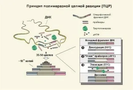 Epstein-Barr vírus gyermekek tünetei, diagnózisa és kezelése a vélemény Komarovka