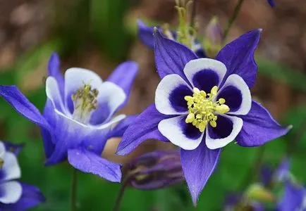 Növekvő aquilegia (65 fotó) ültetés és gondozás, a nyílt terepen, osztály, otthon, honnan