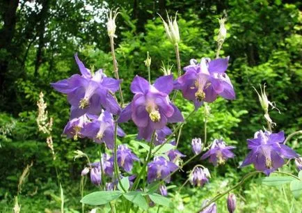 Növekvő aquilegia (65 fotó) ültetés és gondozás, a nyílt terepen, osztály, otthon, honnan
