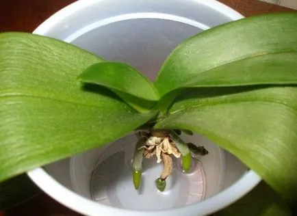 Növekvő orchideák vízben hidroponikus módszer