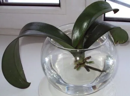 Növekvő orchideák vízben hidroponikus módszer