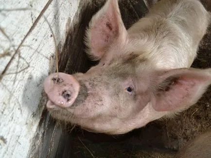 Süldők otthon - ez megéri a fáradságot bőrt