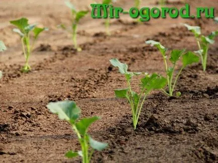 Növekvő karalábé káposzta a nyílt terepen