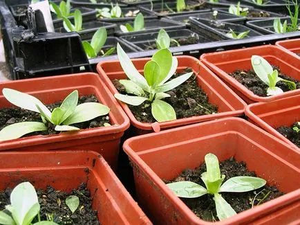 Növekvő magról eustomy, fotó eustomy, otthoni és kerti eustoma - ültetés és gondozás