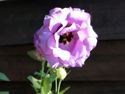 Növekvő magról eustomy, fotó eustomy, otthoni és kerti eustoma - ültetés és gondozás