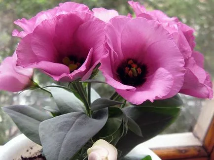 Növekvő magról eustomy, fotó eustomy, otthoni és kerti eustoma - ültetés és gondozás