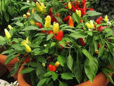 Mi nőnek paprika otthon