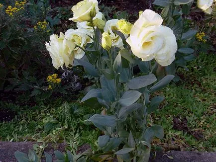 Növekvő magról eustomy, fotó eustomy, otthoni és kerti eustoma - ültetés és gondozás