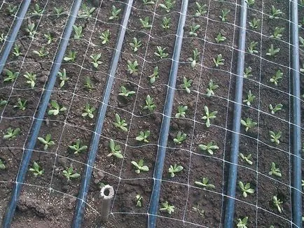Növekvő magról eustomy, fotó eustomy, otthoni és kerti eustoma - ültetés és gondozás