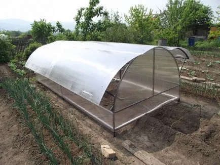 Átültetést paradicsom az üvegházban