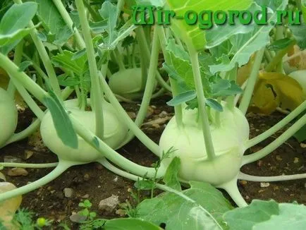 Növekvő karalábé káposzta a nyílt terepen