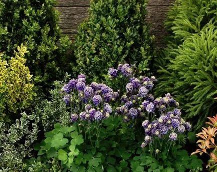 Növekvő aquilegia (65 fotó) ültetés és gondozás, a nyílt terepen, osztály, otthon, honnan