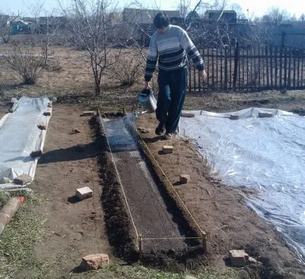 A növekvő retek, üvegházban, amikor a növény, és hogyan kell gondozni a retek
