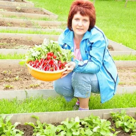 A növekvő retek, üvegházban, amikor a növény, és hogyan kell gondozni a retek