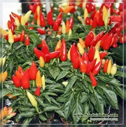 Növekvő csípős paprika és otthoni gondozást (videó), a helyszínen a kertben, ház és a szoba (növekvő) Termesztése és gondozása csípős paprika otthon (videó), a helyszínen a kertben, ház és a szoba