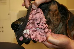 Papillomák kutyákban - tünetei és kezelése papillomatosis kutyák Moszkva (kezelés) Papilloma kutyáknál - tünetei és kezelése papillomatosis kutyák Moszkvában